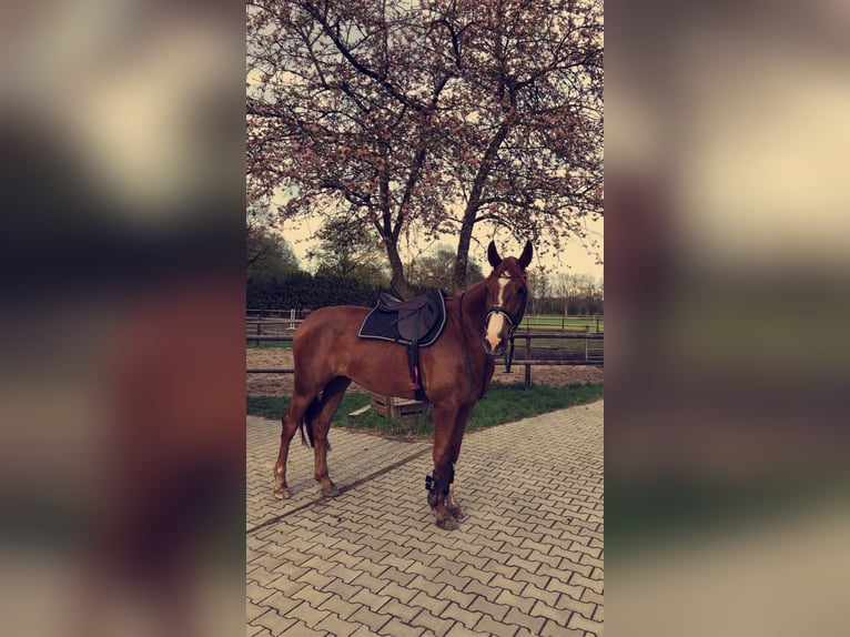 Oldenburg Mare 10 years 16,3 hh Chestnut-Red in Meyenburg