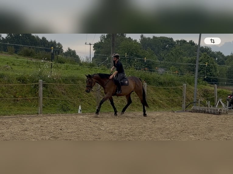 Oldenburg Mare 10 years 17.1 hh  in Kröpelin