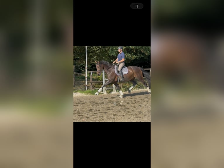 Oldenburg, Mare, 10 years, 17 hh, Brown