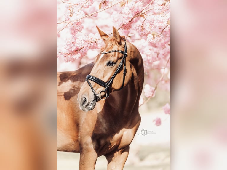 Oldenburg Mare 10 years 17 hh Chestnut-Red in Cloppenburg