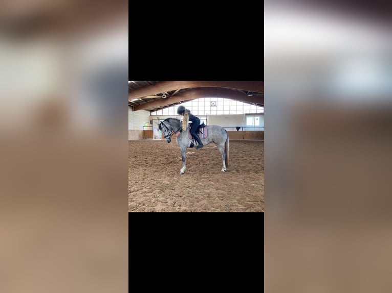 Oldenburg Mare 10 years 17 hh Grey-Dapple in Aachen