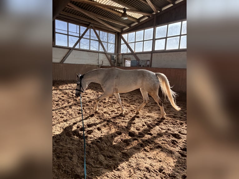 Oldenburg Mare 10 years 17 hh Grey-Dapple in Aachen