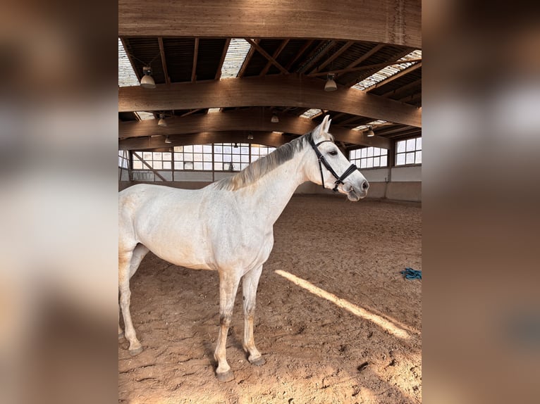 Oldenburg Mare 10 years 17 hh Grey in Aachenaachen