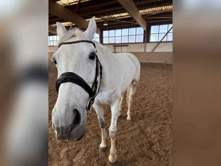 Oldenburg Mare 10 years 17 hh Grey in Aachenaachen