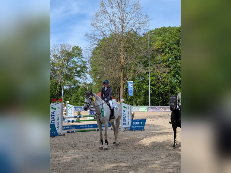 Oldenburg Mare 10 years 17 hh Grey in Pfaffenhofen an der Ilm