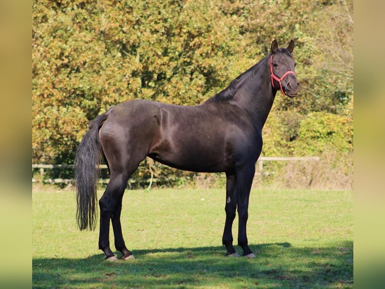 Oldenburg Mare 10 years 17,1 hh Black in Radeburg