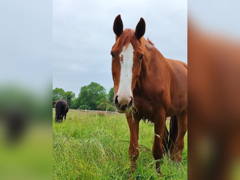 Oldenburg Mare 10 years 17,1 hh Chestnut-Red in Warmsen