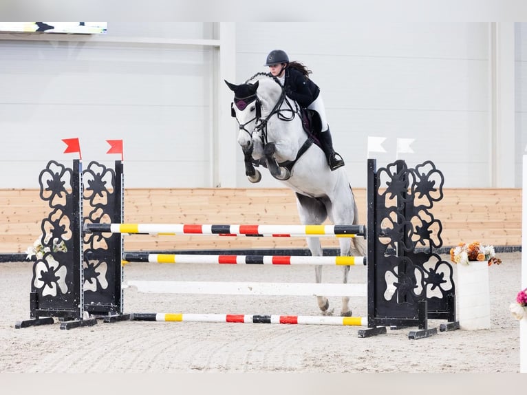 Oldenburg Mare 10 years 17,1 hh Grey in Békéscsaba