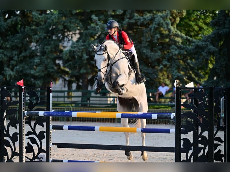 Oldenburg Mare 10 years 17,1 hh Grey in Békéscsaba