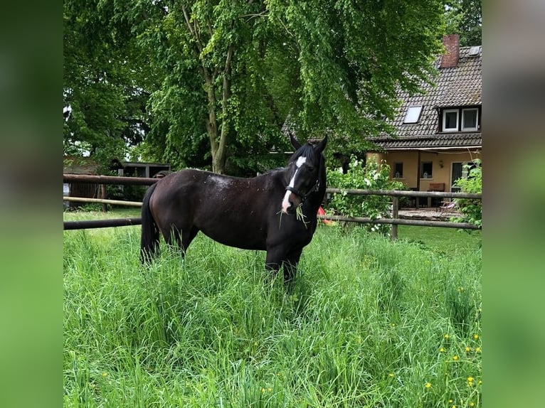 Oldenburg Mare 10 years Black in Pohlheim