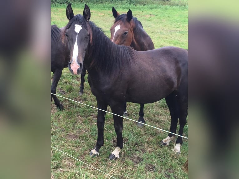 Oldenburg Mare 10 years Black in Pohlheim