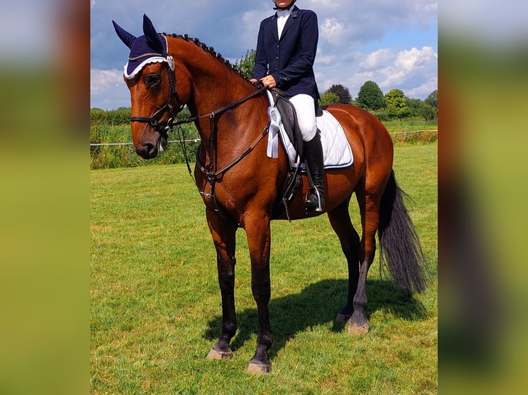 Oldenburg Mare 10 years Brown in Jork