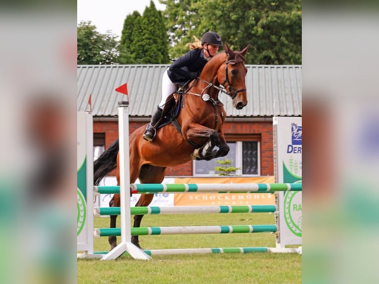 Oldenburg Mare 10 years Brown in Jork