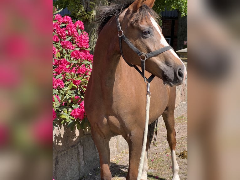 Oldenburg Mare 10 years Chestnut in Dahlenburg