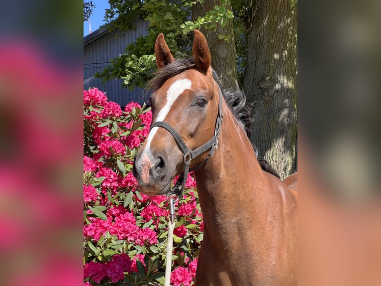 Oldenburg Mare 10 years Chestnut in Dahlenburg