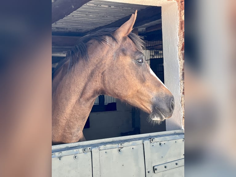 Oldenburg Mare 10 years Chestnut-Red in Dahlenburg