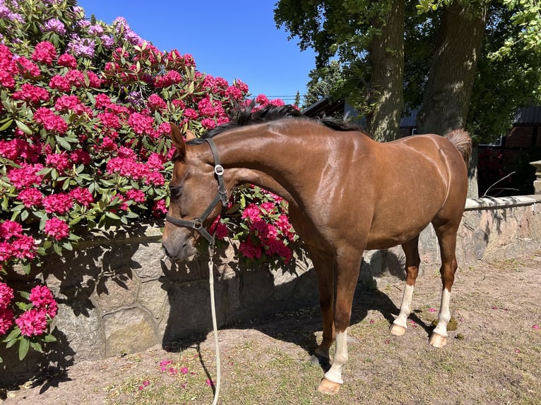 Oldenburg Mare 10 years Chestnut-Red in Dahlenburg