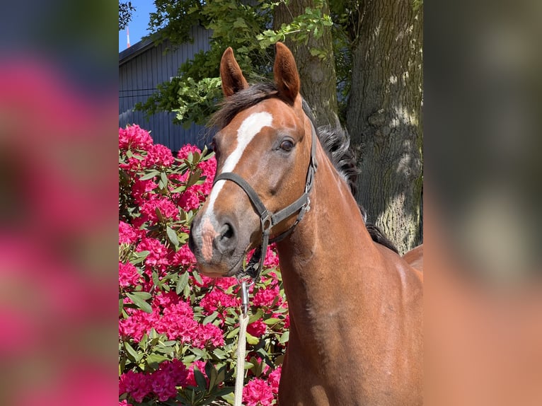 Oldenburg Mare 10 years Chestnut-Red in Dahlenburg