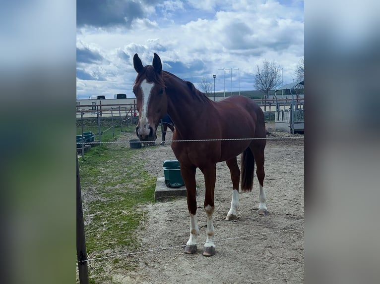 Oldenburg Mare 10 years Chestnut-Red in Höflein