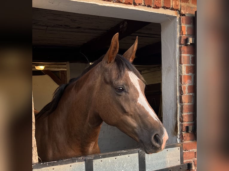 Oldenburg Mare 11 years 15.2 hh Chestnut-Red in LüneburgLüneburg