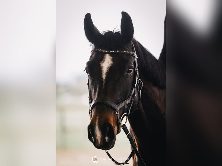 Oldenburg Mare 11 years 15.2 hh Smoky-Black in Unterwössen
