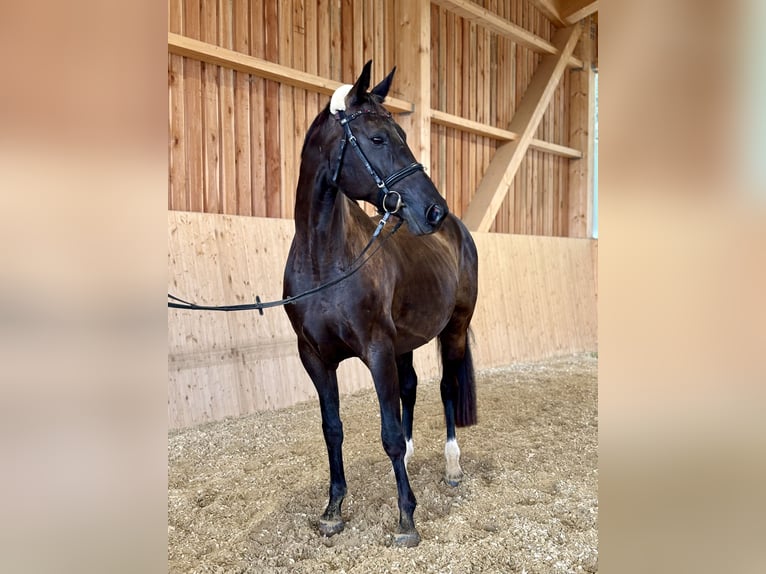 Oldenburg Mare 11 years 15,3 hh in Horn