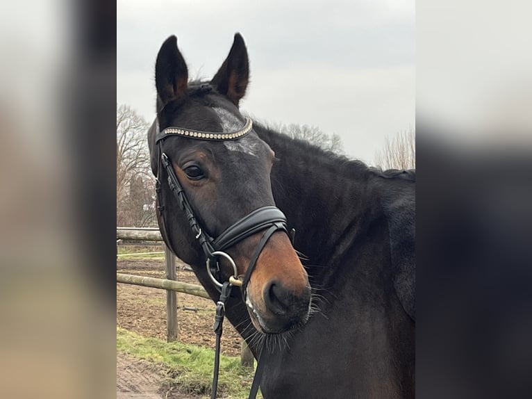 Oldenburg Mare 11 years 16.1 hh Bay-Dark in Tremsbüttel
