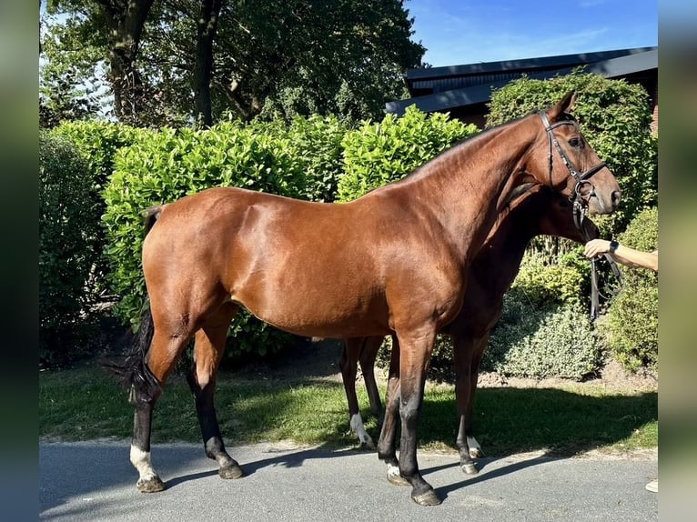 Oldenburg Mare 11 years 16.1 hh Brown in Löningen