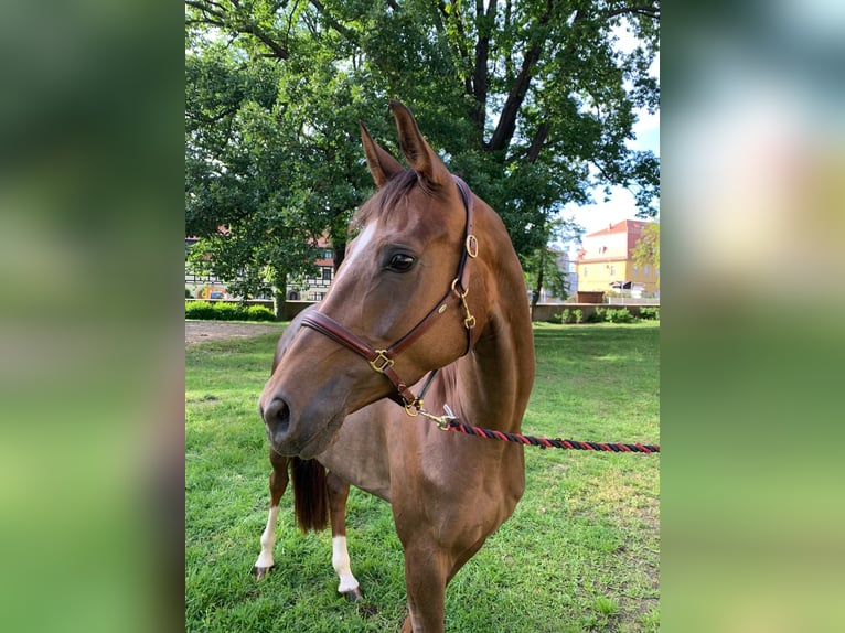 Oldenburg Mare 11 years 16.1 hh Chestnut in Taubenheim