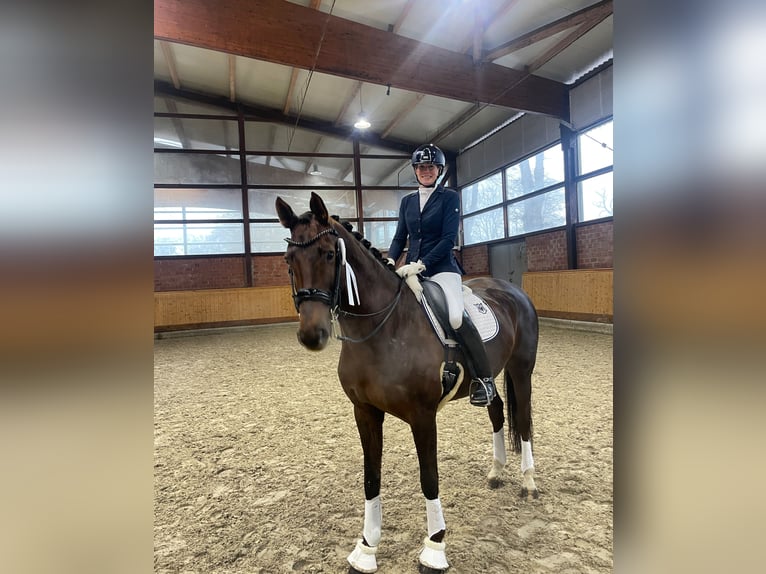 Oldenburg Mare 11 years 16,1 hh Chestnut in Moorrege