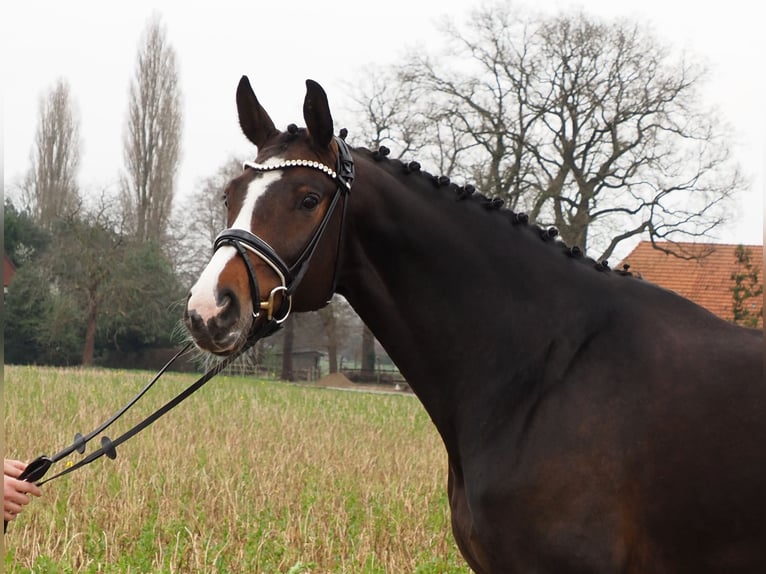 Oldenburg Mare 11 years 16.2 hh Bay-Dark in Bramsche