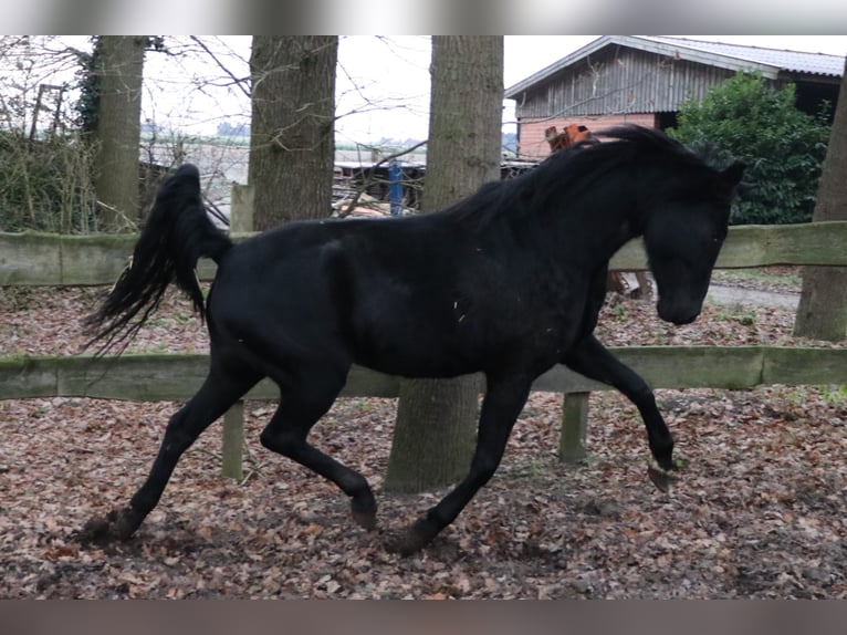 Oldenburg Mare 11 years 16.2 hh Black in Hankensbüttel