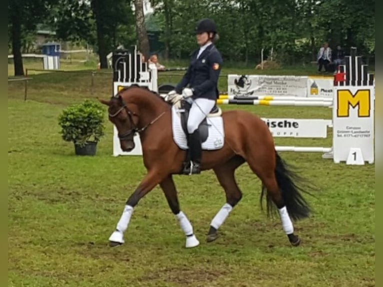 Oldenburg Mare 11 years 16,2 hh Brown in Cappeln (Oldenburg)