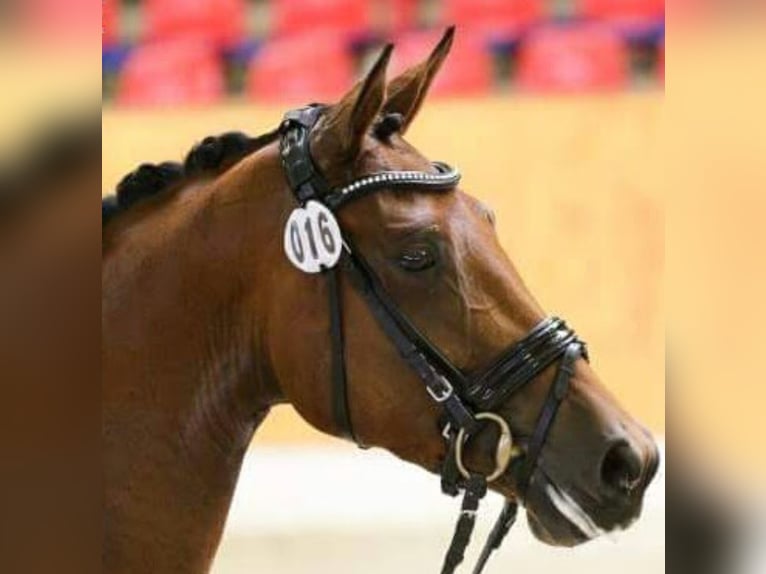 Oldenburg Mare 11 years 16,2 hh Brown in Cappeln (Oldenburg)