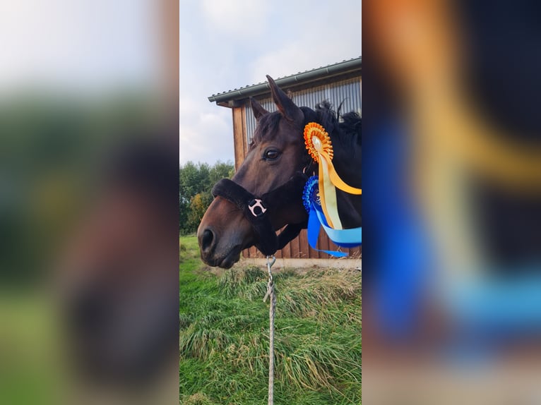 Oldenburg Mare 11 years 16,2 hh Brown in Stoetze