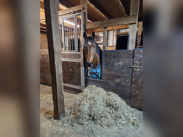 Oldenburg Mare 11 years 16.2 hh Brown in Friesoythe