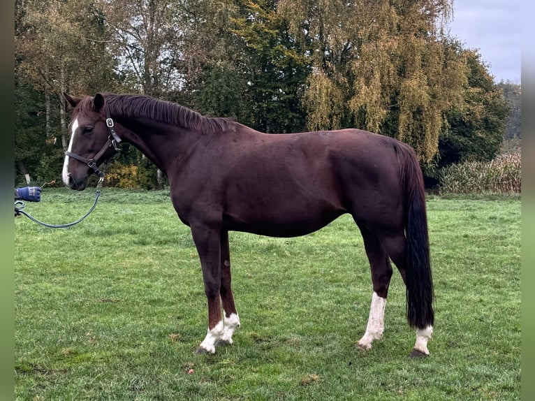 Oldenburg Mare 11 years 16,2 hh Chestnut in GehrdeGehrde