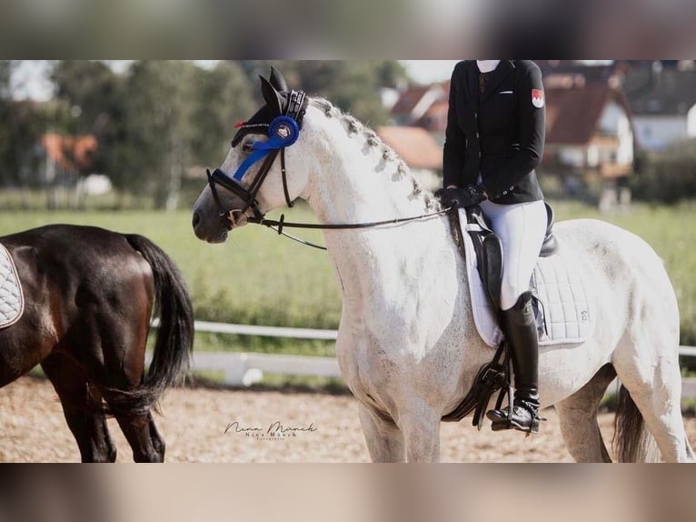 Oldenburg Mare 11 years 16.2 hh Grey in Mansuè