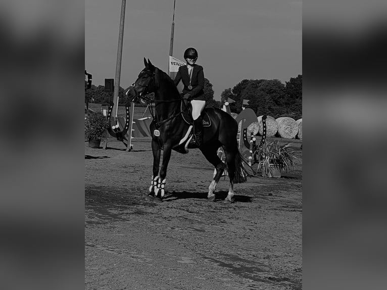 Oldenburg Mare 11 years 16,3 hh Bay-Dark in Schwerin