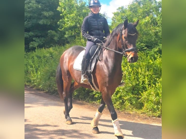 Oldenburg Mare 11 years 16 hh Bay-Dark in Neuss