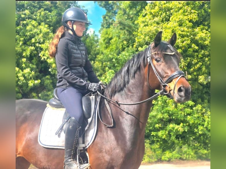 Oldenburg Mare 11 years 16 hh Bay-Dark in Neuss