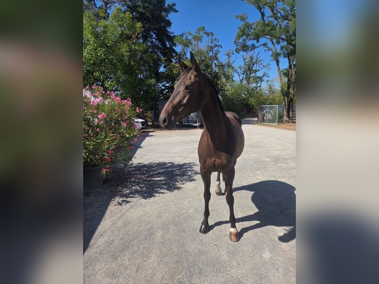 Oldenburg Mare 11 years 16 hh Bay-Dark in Mannheim