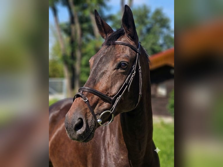 Oldenburg Mare 11 years 16 hh Bay-Dark in Mannheim