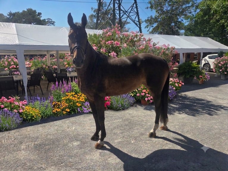 Oldenburg Mare 11 years 16 hh Bay-Dark in Mannheim