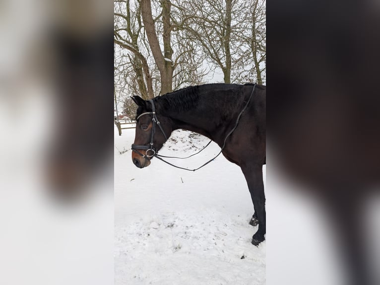 Oldenburg Mare 11 years 16 hh Brown in Norden