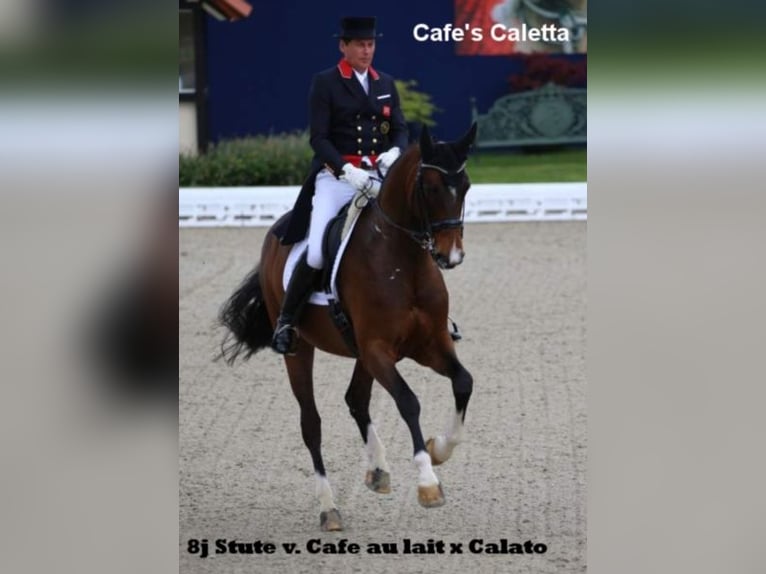 Oldenburg Mare 11 years 16 hh Chestnut in Bramsche