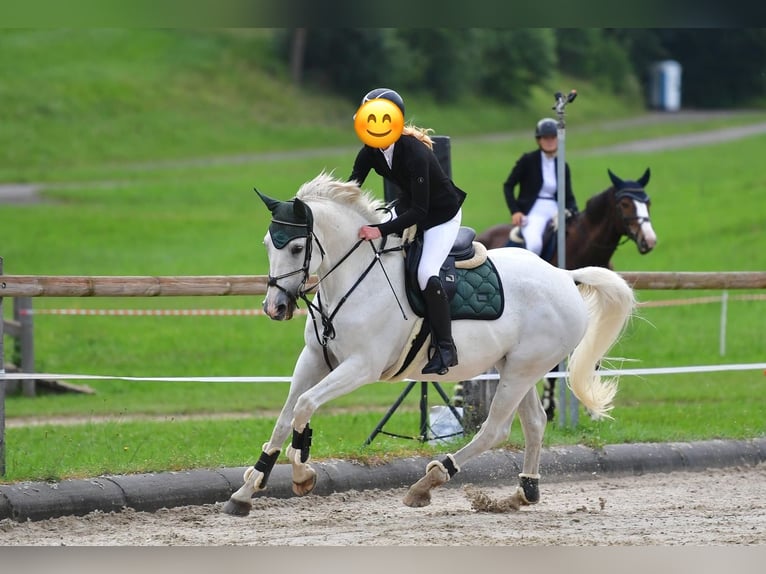 Oldenburg Mare 11 years 16 hh Grey in Münsingen