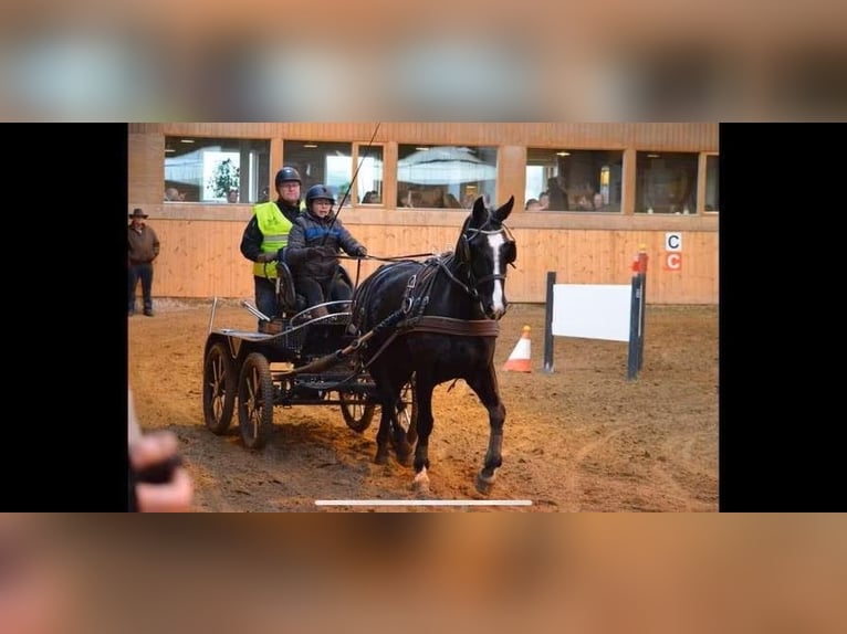 Oldenburg Mare 11 years 16,1 hh Black in S&#xFC;derl&#xFC;gum