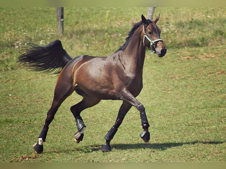 Oldenburg Mare 11 years 16,1 hh Brown in Fürthfürth