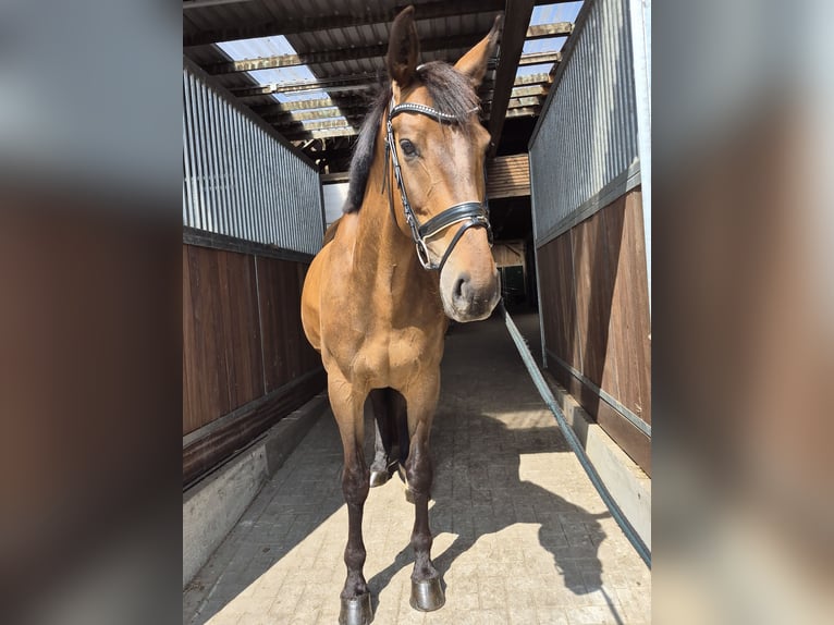 Oldenburg Mare 11 years 16,1 hh Brown in Bremen